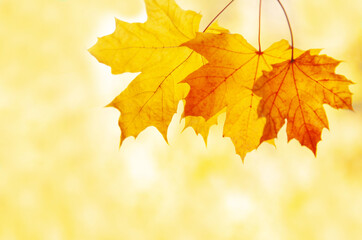maple leaves are yellow on a blurry background