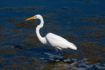 Great egret in marsh lands. Also known as the common egret, or great white egret or great white heron is a large, widely distributed egret.