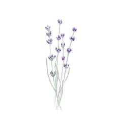 Minimalistic Lavender Blossom and Buds Velvet Watercolor Bouquet 