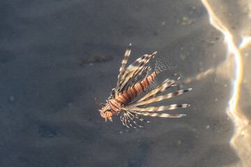A small lion fish viewed from above while standing on a dock in Eilat,  Israel
