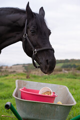 portrait of beautiful black sportive horse eating apples and muesli from cart.posing in green grass field. autumn season