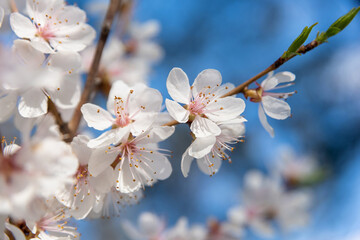 Brunch of apple tree flowers on the bright blue sky background