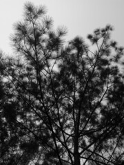 mist wind forest in morning