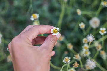 Hand with flowers in garden nature