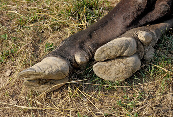 The hooves of a cow on the meadow