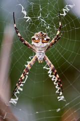 argiope garden weaver spider