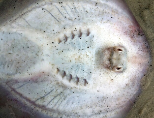 The strange underside of a small sand stingray, washed up on the shore of an Australian beach.