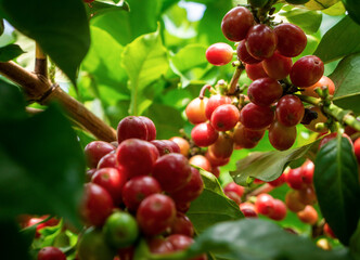 Red ripe coffee beans on a farmer's tree in the garden