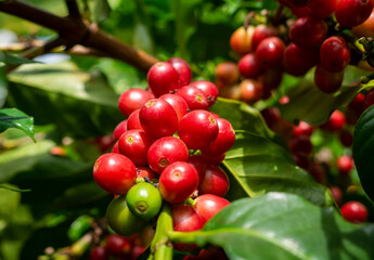 Red ripe coffee beans on a farmer's tree in the garden