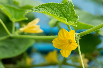 Yellow cucumber flower in the garden. Flowering cucumber, macro, close up