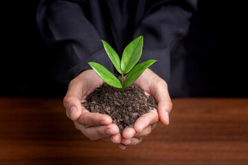 Close up of businessman hands holding sapling in soil