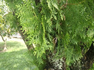 green forest in the morning