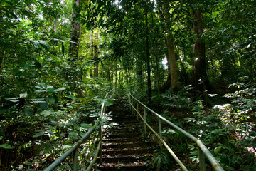 Way up on a path in a green rain forest of Gundung Raya, Langkawi, Malaysia