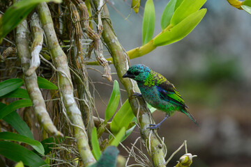 Saíra na orquídea