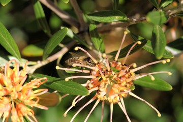 Western Honey Bee (Apis mellifera) collecting nectar from Grevillea 'Apricot Glow', South Australia