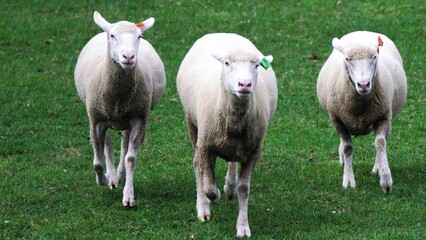 えこりん村のヒツジ