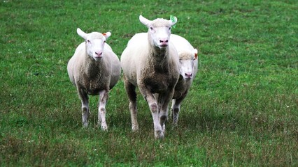 えこりん村のヒツジ