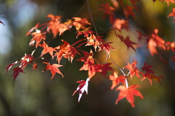 紅葉