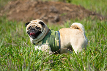 Pug camuflado © Paulo