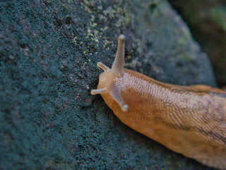 Tokyo,Japan - September 30, 2021: Closeup of Slug or Incilaria bilineata on a stone
