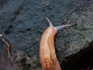 Tokyo,Japan - September 30, 2021: Closeup of Slug or Incilaria bilineata on a stone

