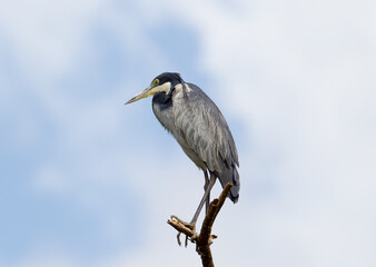 A Great Blue Heron perched in a tree. Taken in Kenya