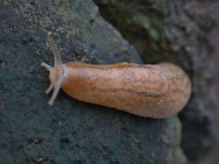Tokyo,Japan - September 30, 2021: Closeup of Slug or Incilaria bilineata on a stone
