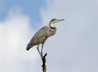 A Great Blue Heron perched in a tree. Taken in Kenya