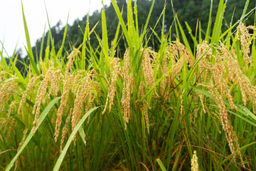 揺れる稲穂