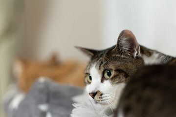 くつろぐ猫　キジトラ猫