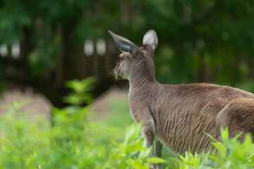 カンガルー