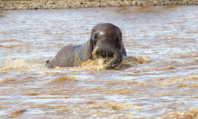 Fototapeta premium An Elephant playing in a river. Taken in Kenya