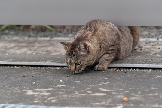 狭い場所を通る猫