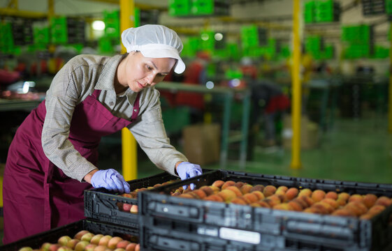 Woman sorting peaches at the warehouse