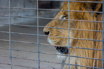 Male lion looking through metallic bars.