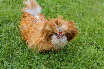 Portrait of a polish chicken with long peak.