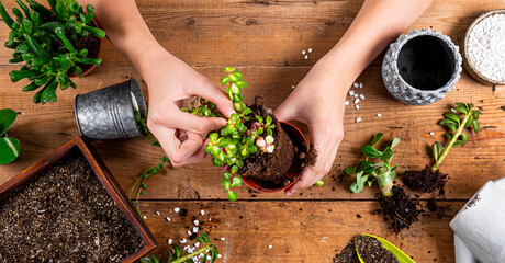 Hands are transplanting home plants into pots, top view. Succulent care concept banner for web site