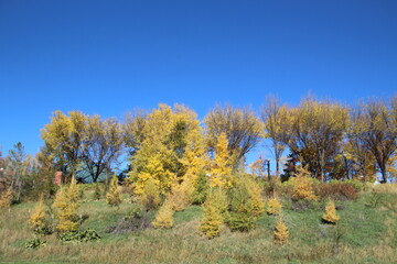 Fototapeta premium Autumn On The Hill, Louise McKinney Park, Edmonton, Alberta