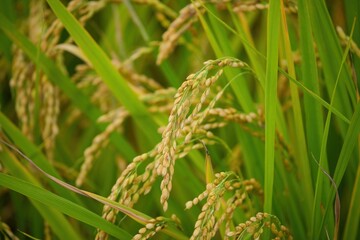豊作の稲穂のクローズアップ写真