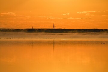 Fototapeta na wymiar 朝焼けで黄金色に染まるウトナイ湖とくつろぐ白鳥たちのコラボ情景＠北海道