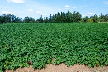 Fototapeta na wymiar Drills or rows of organic potatoes growing in a farmer's garden. There are trees growing in a wooden area in the background. The plants are tall, rich green with lots of leaves. The brown soil is dry