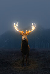 Deer with golden glowing antlers, in the clearing of a night forest, artistic and magical render
