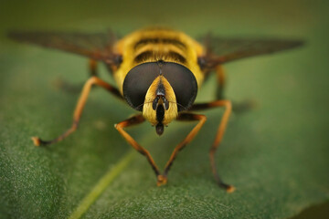 A frontal detailed closeup on the Yellow -haired sun fly, Myathropa florea