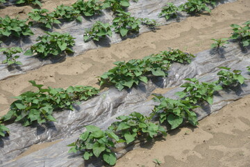 Cultivation of sweet potatoes. In Japan, sweet potatoes can be planted from May to June and harvested in the fall. 