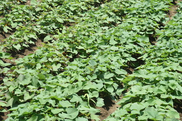 Cultivation of sweet potatoes. In Japan, sweet potatoes can be planted from May to June and harvested in the fall. 