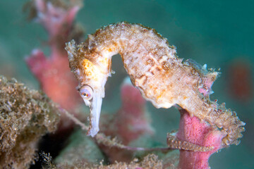Side View of an Endangered Whites Seahorse