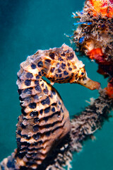 Side View of a Pot Belly Seahorse