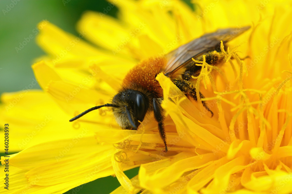 Poster closeup on a gray-patched mining bee, andrena nitida on a dandelion flower