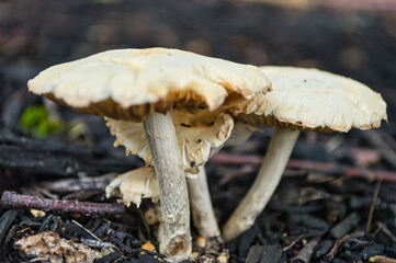 mushroom in the forest