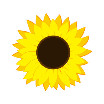 Realistic sunflower icon. Flower sign. Nature background. Summer time. Agrarian concept. Vector illustration. Stock image. 